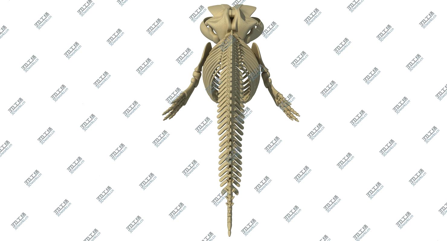 images/goods_img/2021040161/Blue Whale Skeleton/5.jpg